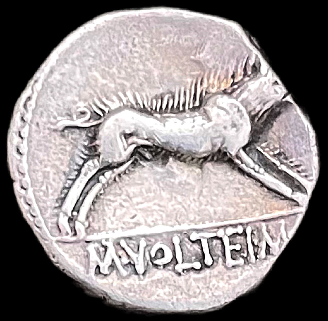 Denario republicano Gens Volteia